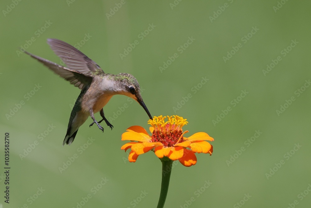 Fototapeta premium Close-up of a hummingbird feeding on a vibrant flower