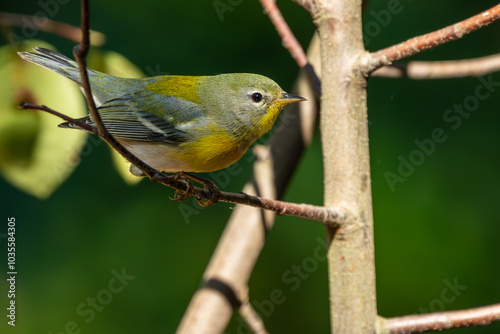 Female Northern Parula perched on a tree branch photo