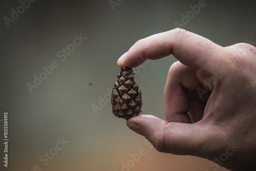 pine cone in hand