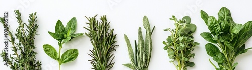 A row of mint bushes on a white background. photo