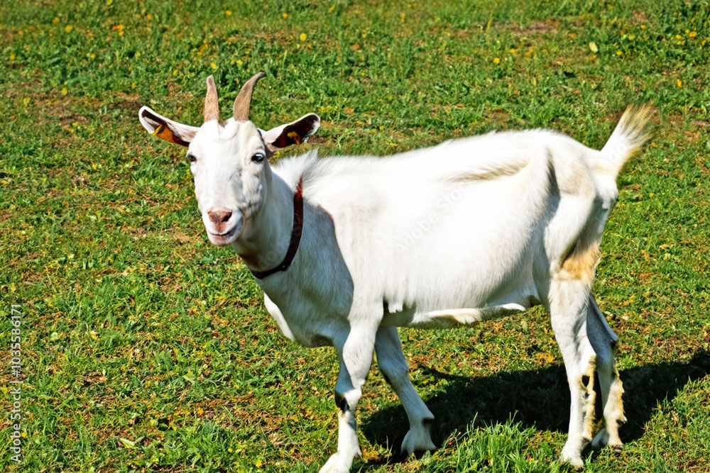 Goat and other animals grazing on grass in field. farm nature mammal concept. horned goat stands on a green field in summer. a horned goat stands on a green in a field in lifestyle summer. Goat and other animals grazing on grass in field. farm nature mammal concept. horned goat stands on a green field in summer. a horned goat stands on a green in a field in lifestyle summer.