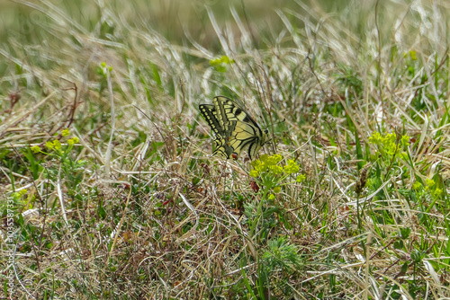 Beautiful Old World Swallowtail butterfly perched on a blade of grass in field. Wings are a vibrant yellow with black bands and blue spots. It is surrounded by tall grasses and wildflowers