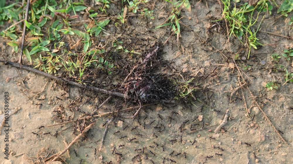Flock of ants is eating a dead insect. These ants always live in a flock. Lots of black ants. Large group of ants. Flock of ants is eating a dead insect. These ants always live in a flock. Lots of black ants. Large group of ants.