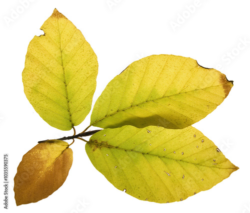 yellowed beech leaves in autumn with transparent background photo