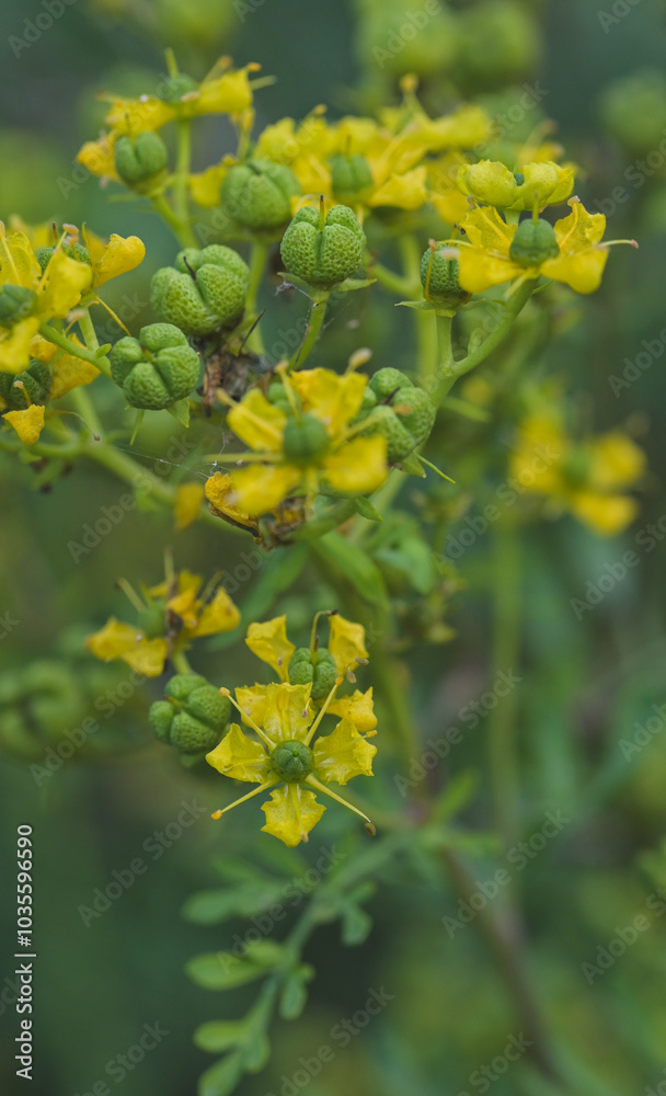 Beautiful close-up of ruta graveolens Beautiful close-up of ruta graveolens