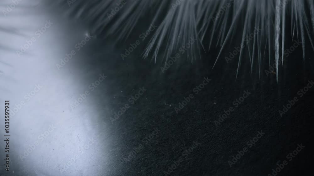 Beautiful freezing ice crystal flowers on window with black background, macro