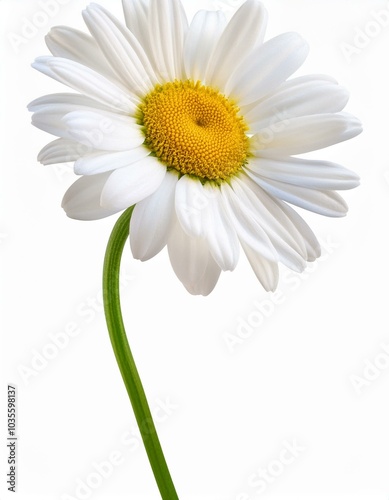 Single daisy flower bloom