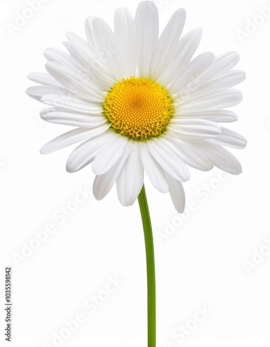 Single white daisy flower