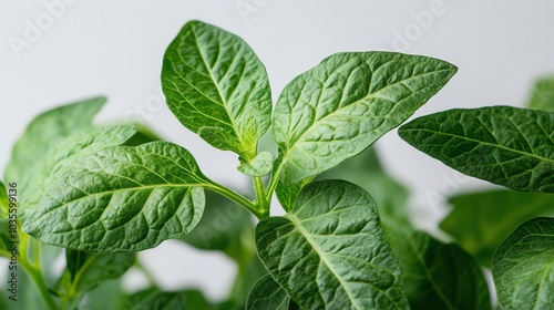 Close-up of fresh green leaves on a plant.