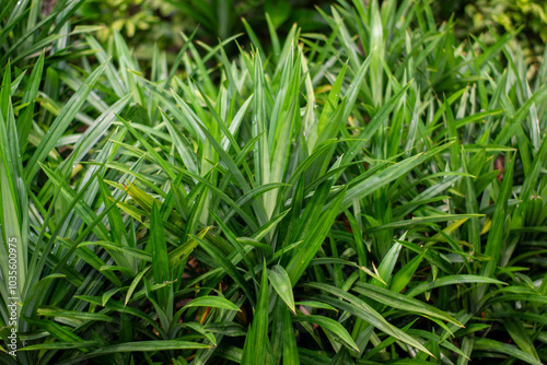 Fresh pandan leaves (Pandanus amaryllifolius) with a distinctive leaf texture. This plant is often used as a cooking ingredient to give a fragrant aroma to food.