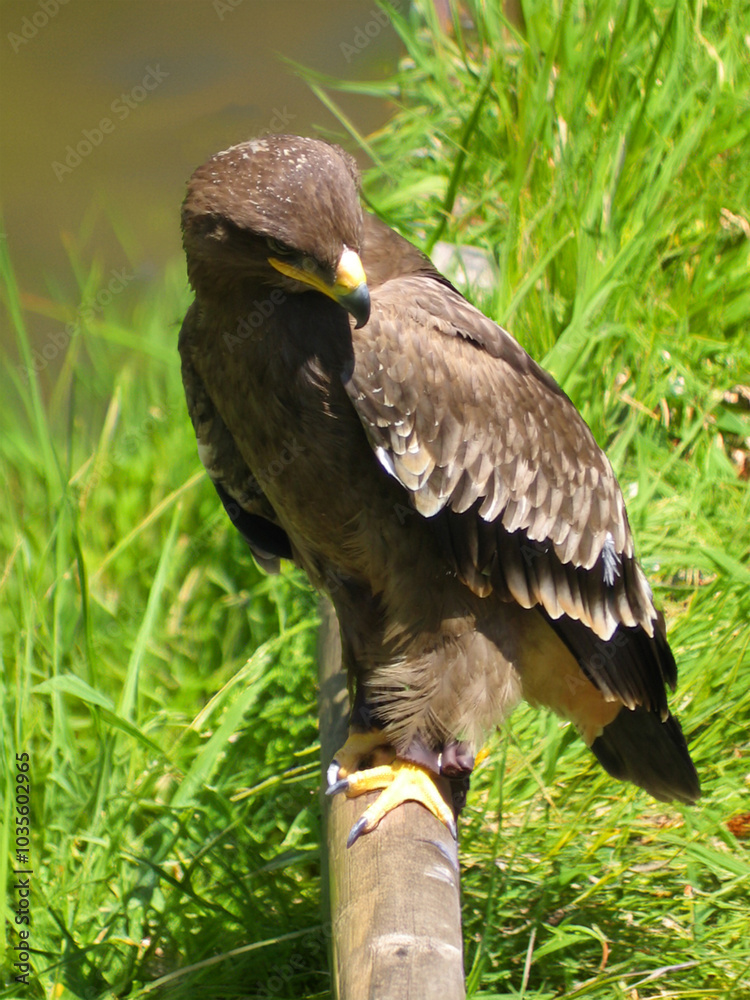 Fototapeta premium red tailed hawk