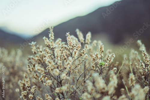 planta y flores del monte argentino photo