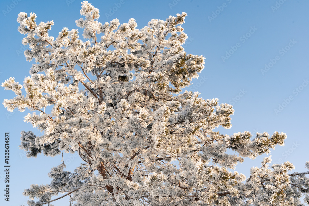 Branches of trees covered with frosty snow in blue sky weather, close up Branches of trees covered with frosty snow in blue sky weather, close up
