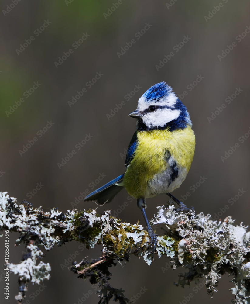 Obraz premium Eurasian blue tit (Cyanistes caeruleus) sitting on a branch in the garden in spring. 