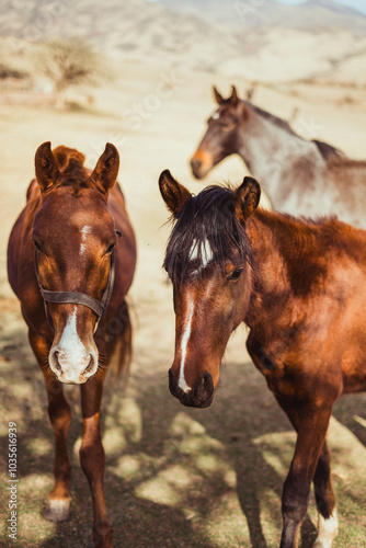 grupo de caballos marrones