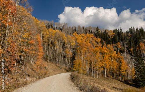 Fall Aspen Lined Road In The San Juan Mountains Of Colorado