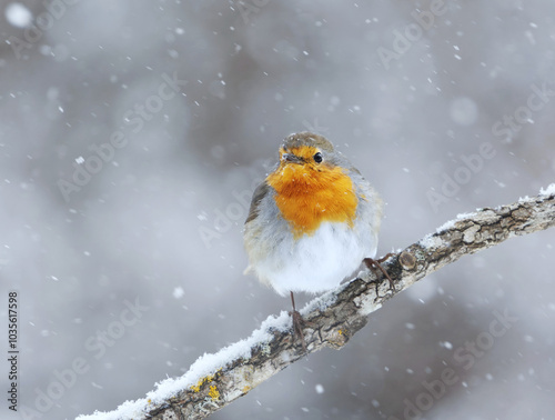 European robin (erithacus rubecula) in snowfall sitting on a branch in early spring.	
 photo