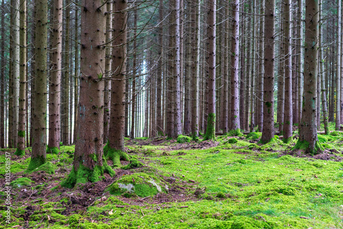 forest in the forest