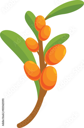 Branch of sea buckthorn with ripe orange berries is growing against a white background
