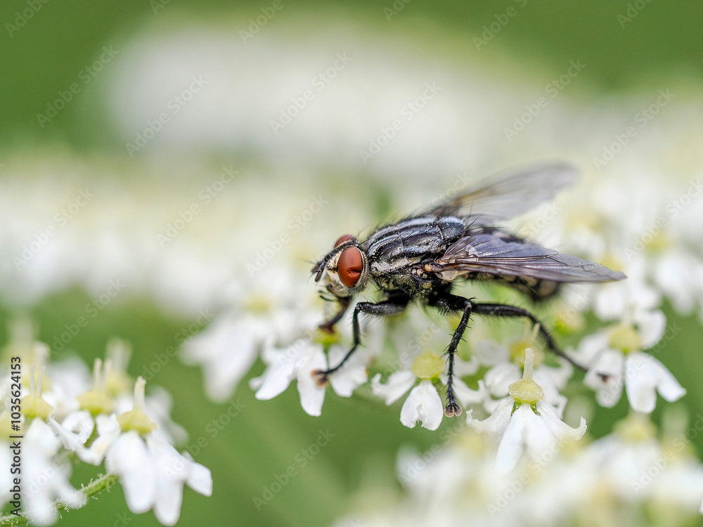 Damaged eye Fly detail close up on white flower in dolomites mountains in summer Damaged eye Fly detail close up on white flower in dolomites mountains in summer