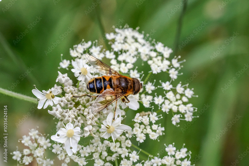 Bee on white flower in dolomites mountains in summer Bee on white flower in dolomites mountains in summer