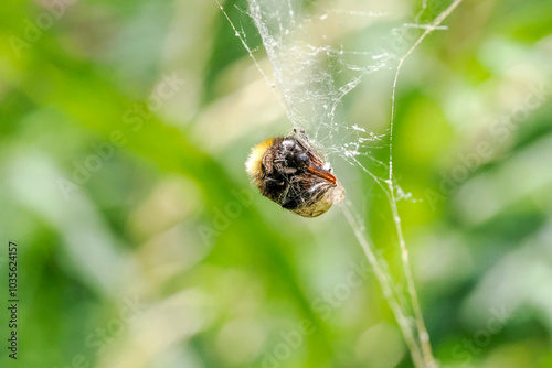 Aculepeira ceropegia, the oak spider with prey in the web photo