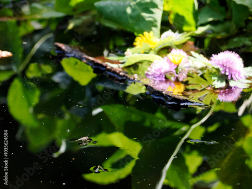 skater insect in a pond in dolomites photo