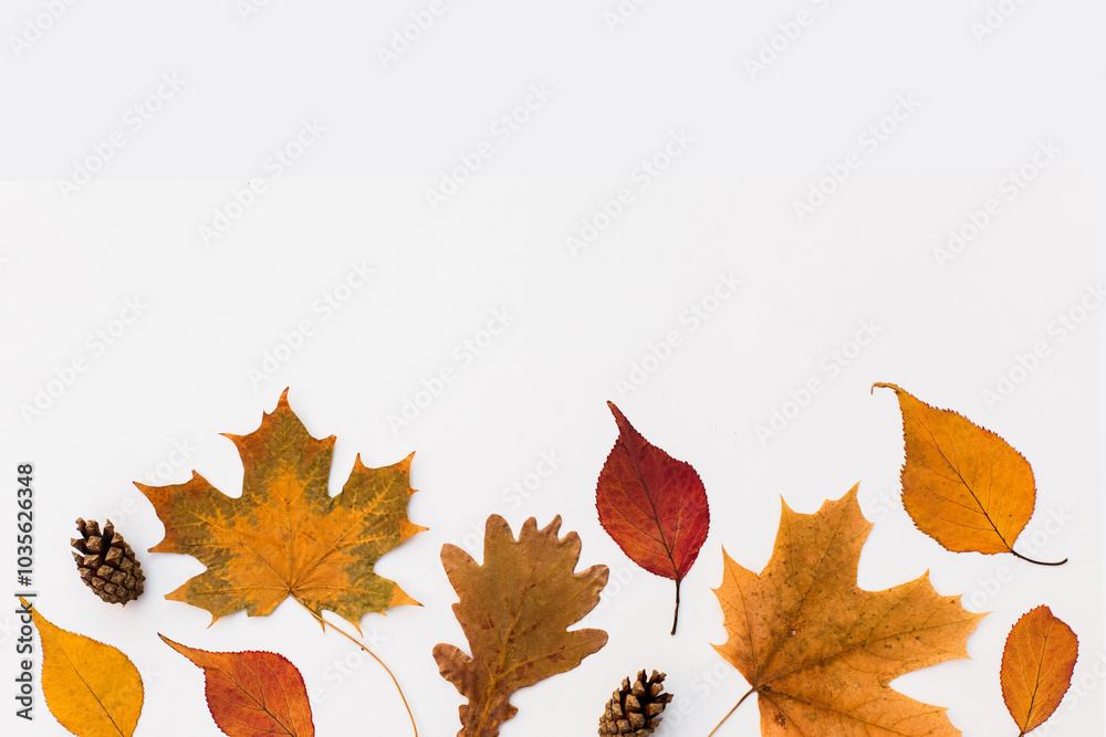 Autumn holiday frame composition with pattern made of leaf, punpkins, dried orange, pine cone on white wooden background. thanksgiving day, halloween eco zero waste concept. Minimal flat lay, top view Autumn holiday frame composition with pattern made of leaf, punpkins, dried orange, pine cone on white wooden background. thanksgiving day, halloween eco zero waste concept. Minimal flat lay, top view