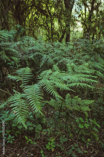 Helechos en una selva