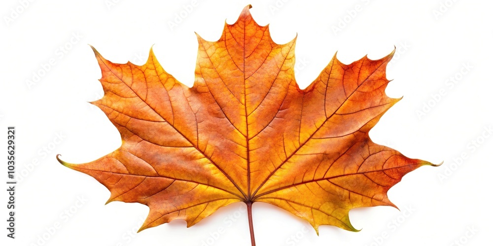 Autumn maple leaf isolated on white background Autumn maple leaf isolated on white background