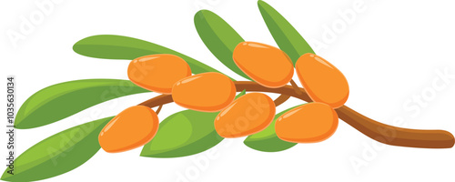 Branch of sea buckthorn with ripe orange berries growing on it is isolated on white background