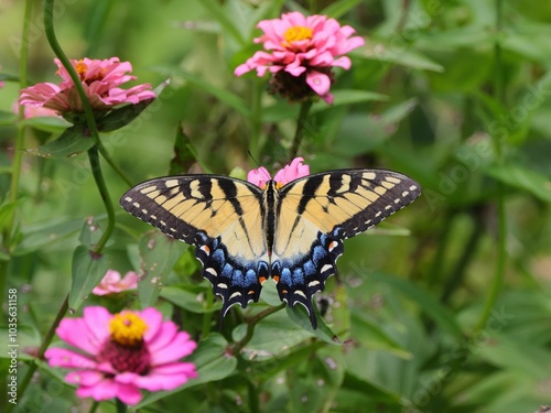 Vibrant butterfly hovering over bright flowers in a garden photo