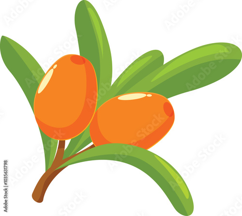 Branch of sea buckthorn with ripe orange berries growing on it, isolated on white background