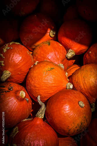 Kürbis, Knirps, Oranger Knirps, Hokkaidokürbis, Cucurbita Maxima, Speisekürbis, Potimarron, Kürbisernte, Kürbisrezepte, Herbstmarkt, Herbstfest, Herbst, Schweiz photo