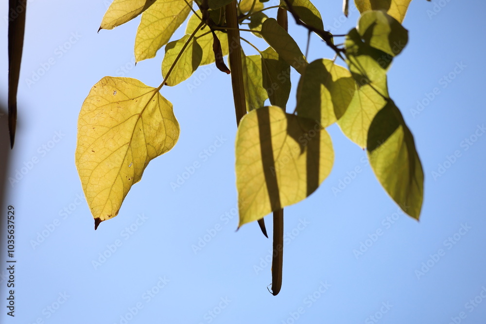 Obraz premium Catalpa bignonioides tree which is a short-lived species of Catalpa. 
