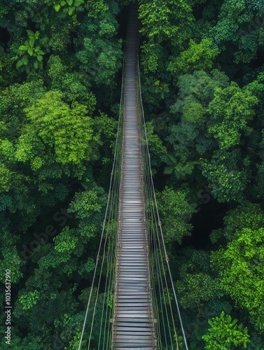 timber suspension bridge in the jungle