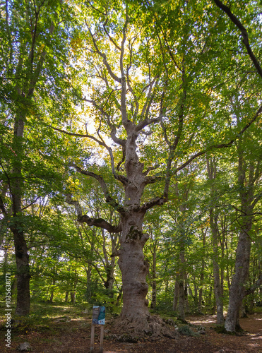Wallpaper Mural Bosco di Sant'antonio, Abruzzo Torontodigital.ca