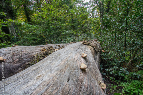 Wallpaper Mural Bosco di Sant'antonio, Abruzzo Torontodigital.ca