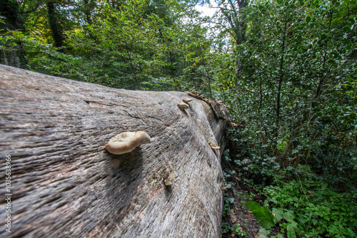 Wallpaper Mural Bosco di Sant'antonio, Abruzzo Torontodigital.ca