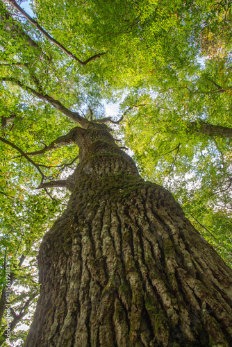 Wallpaper Mural Bosco di Sant'antonio, Abruzzo Torontodigital.ca
