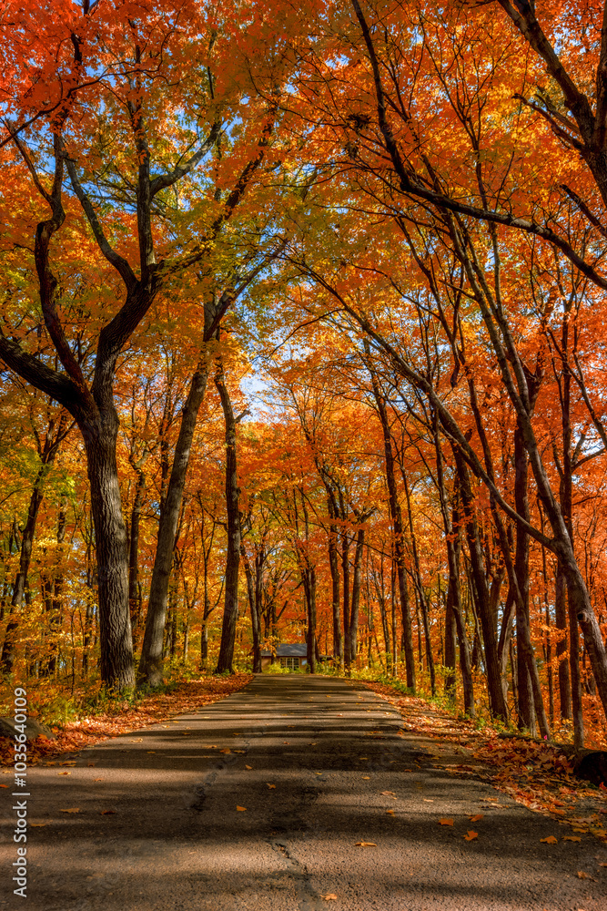 Naklejka premium Fall trees