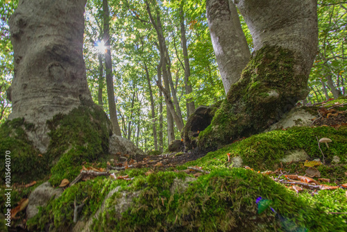 Wallpaper Mural Bosco di Sant'antonio, Abruzzo Torontodigital.ca