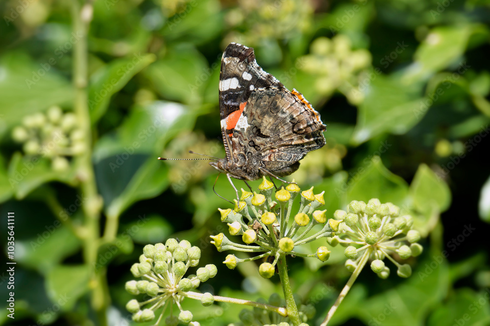 Red admiral butterfly (Vanessa Atalanta) perched on hedge (hedera helix) in Zurich, Switzerland Red admiral butterfly (Vanessa Atalanta) perched on hedge (hedera helix) in Zurich, Switzerland