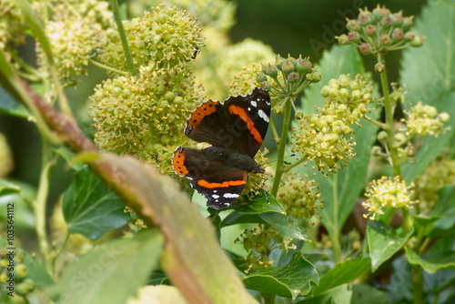 Red admiral butterfly (Vanessa Atalanta) perched on hedge (hedera helix) in Zurich, Switzerland photo