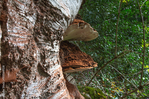 Wallpaper Mural Bosco di Sant'antonio, Abruzzo Torontodigital.ca