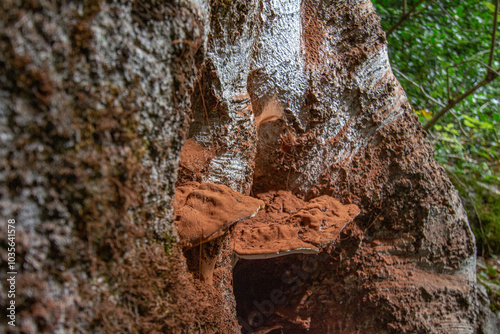 Wallpaper Mural Bosco di Sant'antonio, Abruzzo Torontodigital.ca