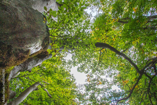 Wallpaper Mural Bosco di Sant'antonio, Abruzzo Torontodigital.ca