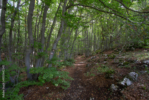 Bosco di Sant'antonio, Abruzzo photo