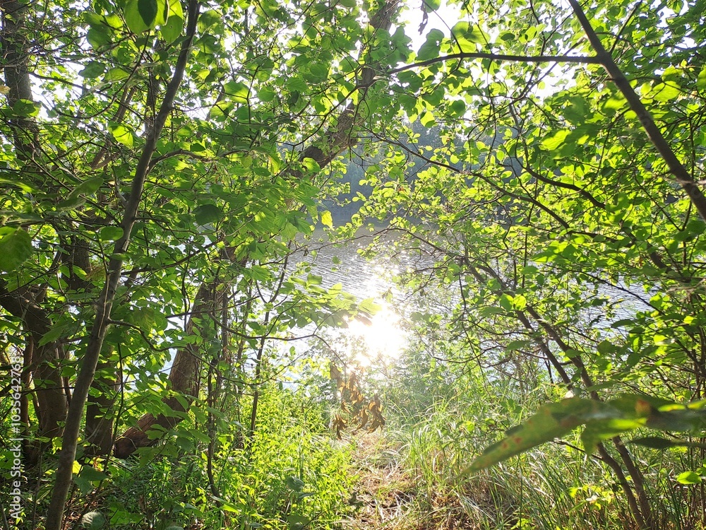 Naklejka premium sun shining through the trees