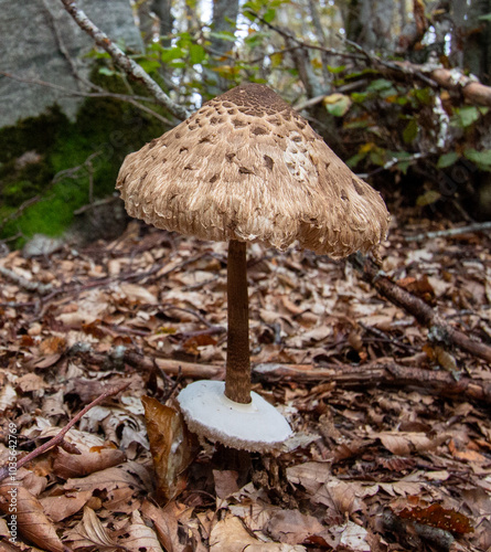 Wallpaper Mural Bosco di Sant'antonio, Abruzzo Torontodigital.ca